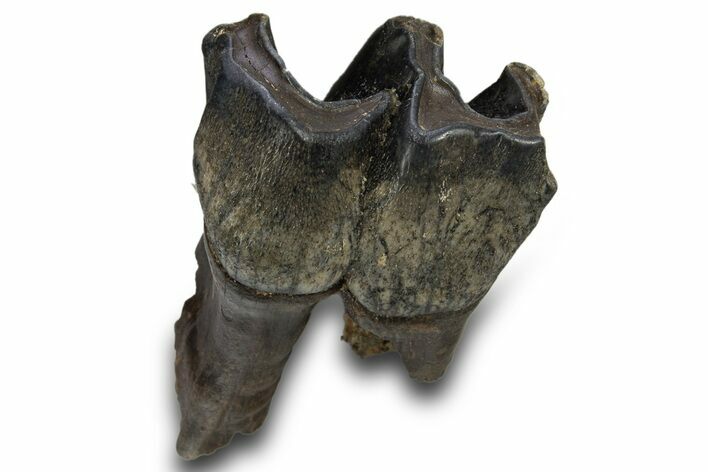 Fossil Woolly Rhino (Coelodonta) Tooth - Siberia #316644